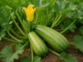 Кабачковый бум: секреты успешного урожая и советы для дачников