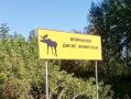 Лось на дороге: что нужно знать водителю