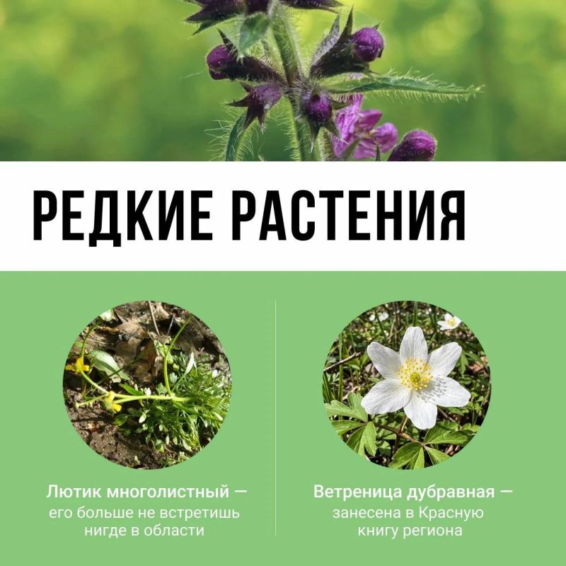 А вы знали, что на левом берегу Упы раскинулся крупнейший в Тульской области участок лесного массива? А вы знали, что на левом берегу Упы раскинулся крупнейший в Тульской области участок лесного массива?
