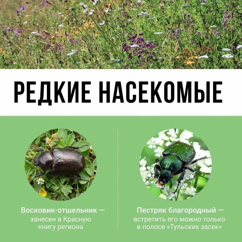 А вы знали, что на левом берегу Упы раскинулся крупнейший в Тульской области участок лесного массива? А вы знали, что на левом берегу Упы раскинулся крупнейший в Тульской области участок лесного массива?