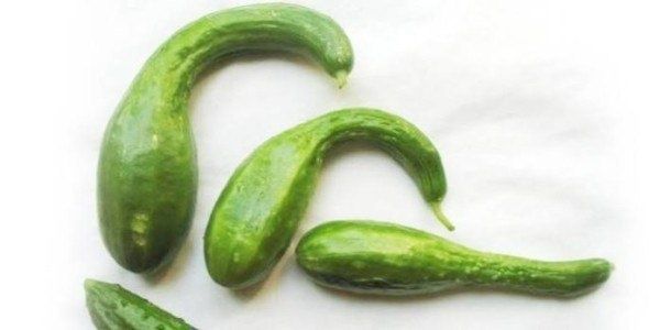 Почему огурцы искривляются и как это исправить?