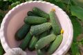 Идеальный рецепт малосольных огурцов за час: быстро, вкусно, легко