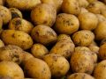 Секреты вкусного картофеля: как получить богатый урожай в июле