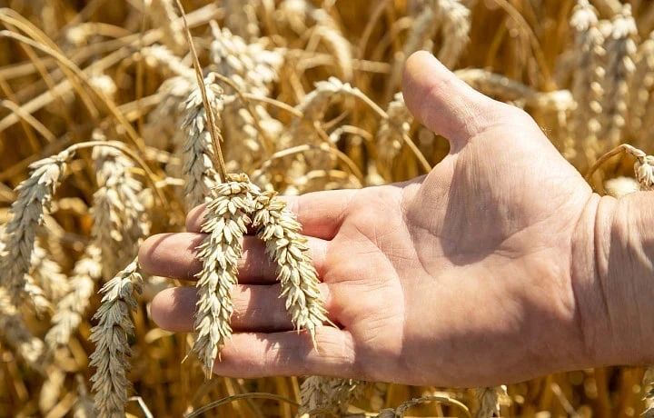 Урожай зерновых в Тульской области в 2025 году вырос на 14%