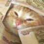 В Туле на зарплаты чиновникам за полгода ушло почти 319 млн рублей