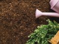 Как правильно мульчировать: секреты успешного огородничества