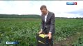 Первый урожай кабачков собирают в Тулькой области