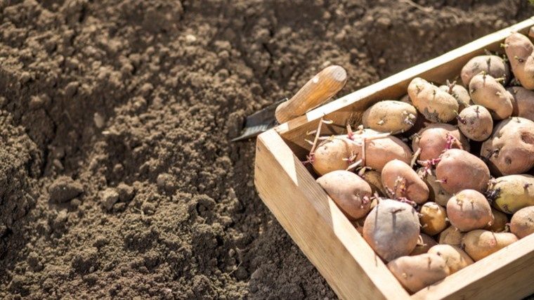 Ранний картофель в ведре: секреты успешного выхода на старт урожая