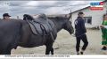Конный поход в две с лишним тысячи километров! - Это не новые предложения от туристических агентств в духе времени, а реальный путь, который прокладывает сегодня доблестная команда из двух всадников