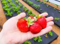Как укоренить усы клубники: секреты простого и эффективного метода