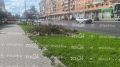 Туляки обеспокоены вырубкой деревьев на Красноармейском проспекте