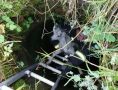 Сегодня в Покровке спасатели 29-й части вытащили малыша-козленка из канализационного колодца