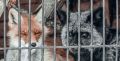 В Тульской области уничтожат 118 кабанов и одну лису