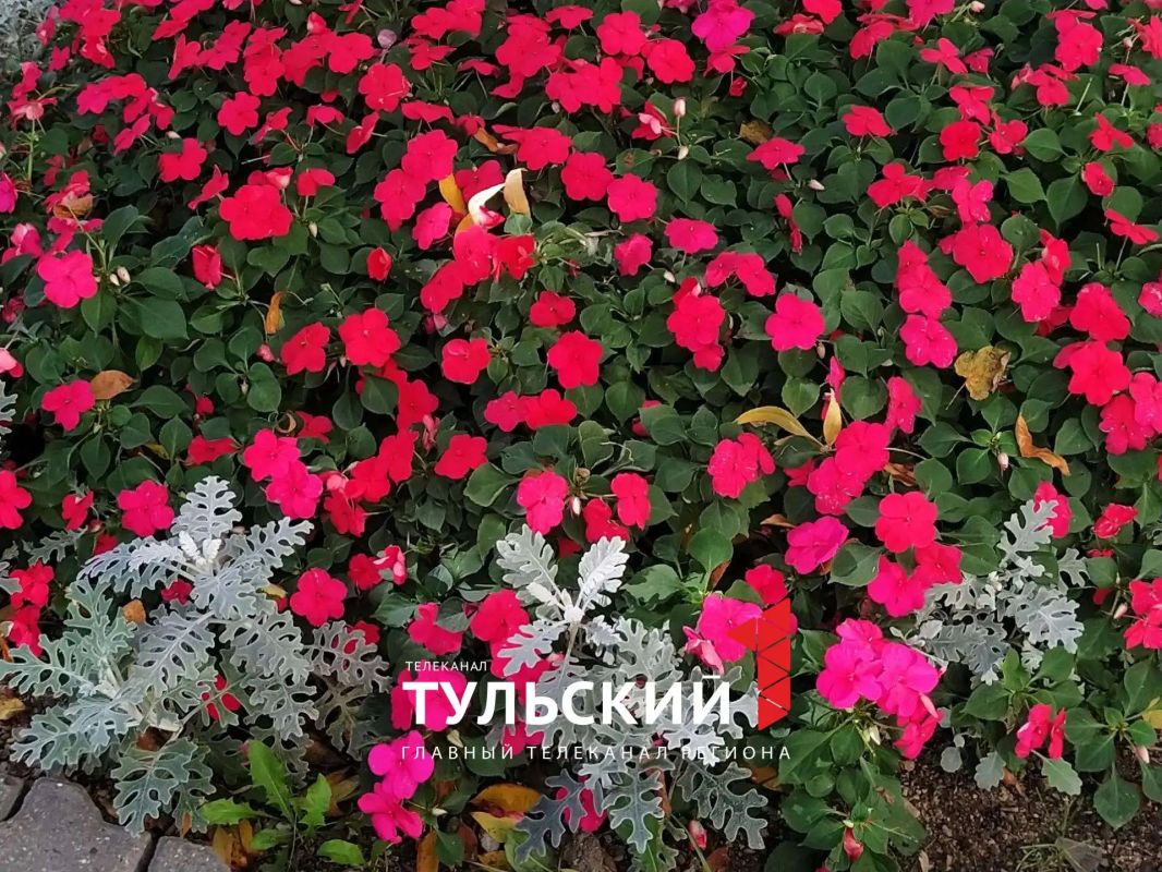 Двор на улице Лейтейзена в Туле признали самым опрятным Двор на улице Лейтейзена в Туле признали самым опрятным