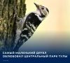 В парке Белоусова в объектив фотокамеры попала самочка малого пестрого дятла – самого маленького представителя вида, обитающего в Европе и западной Азии