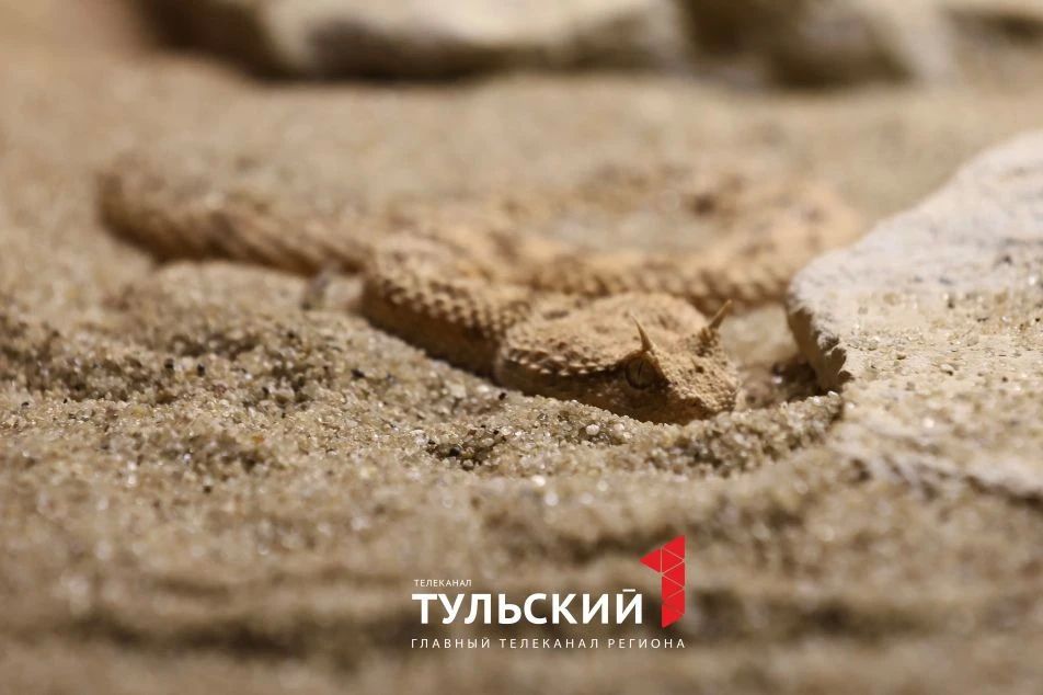 При какой температуре змеи в Туле уходят в спячку и где зимуют При какой температуре змеи в Туле уходят в спячку и где зимуют