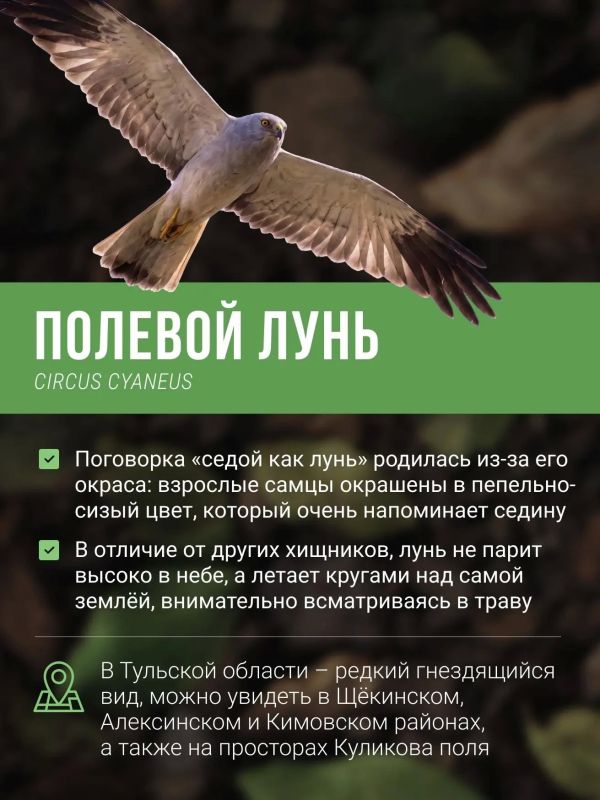 Каких редких птиц можно встретить в Тульской области? Каких редких птиц можно встретить в Тульской области?