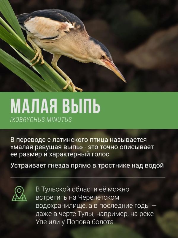 Каких редких птиц можно встретить в Тульской области? Каких редких птиц можно встретить в Тульской области?