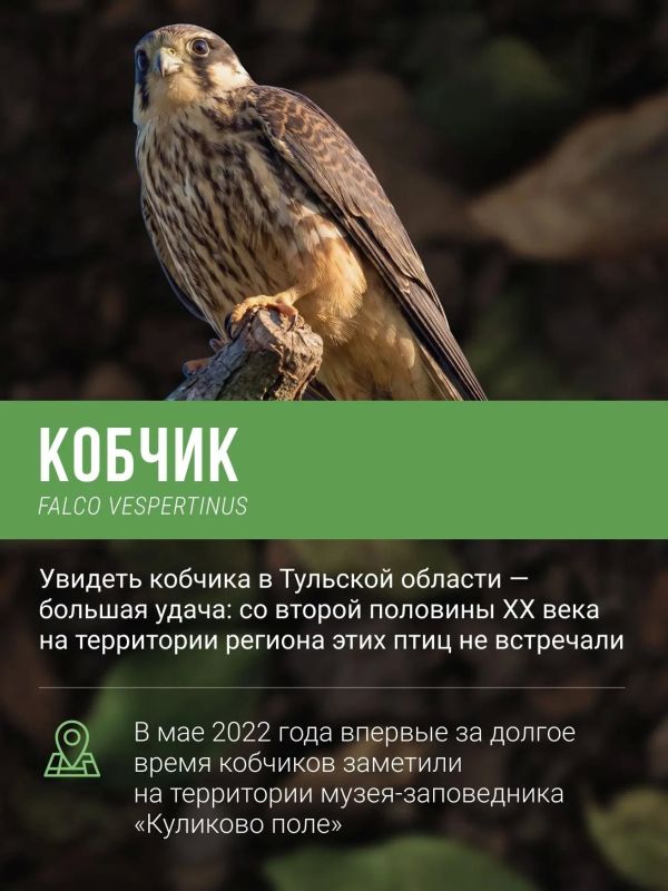 Каких редких птиц можно встретить в Тульской области? Каких редких птиц можно встретить в Тульской области?