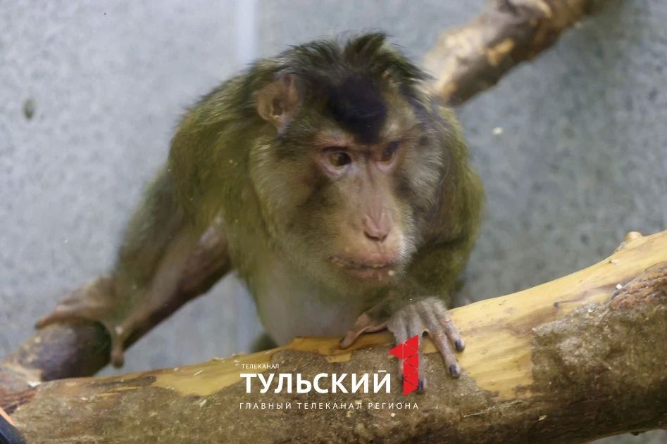 Старейший макак России отметил 33-летие в тульском экзотариуме Старейший макак России отметил 33-летие в тульском экзотариуме