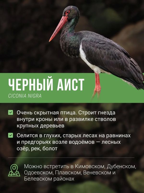 Каких редких птиц можно встретить в Тульской области? Каких редких птиц можно встретить в Тульской области?