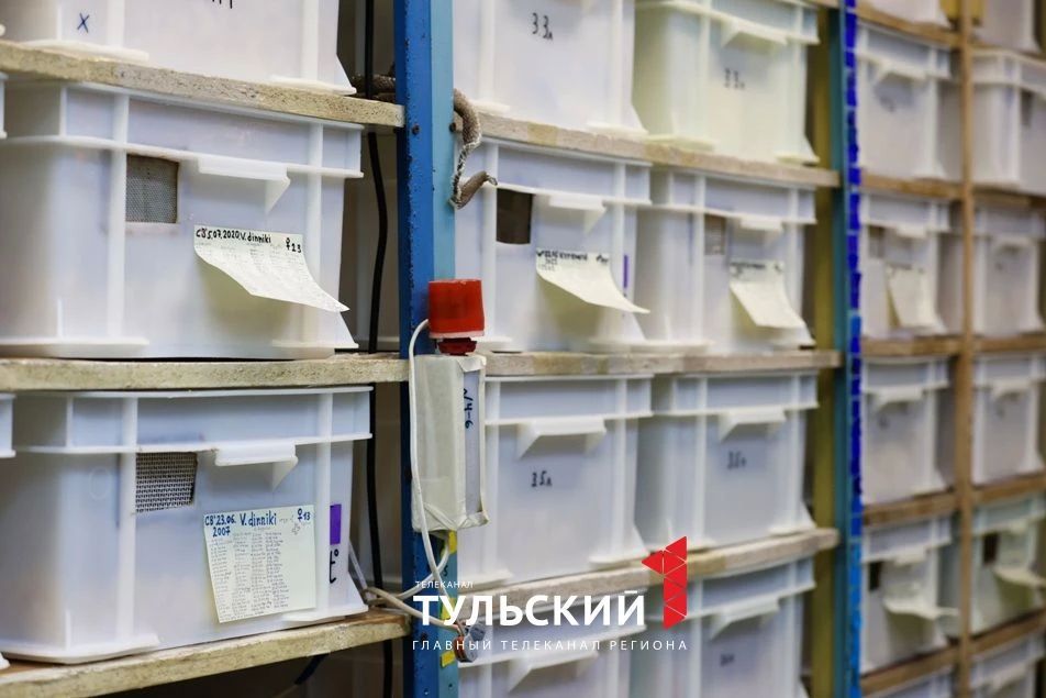 При какой температуре змеи в Туле уходят в спячку и где зимуют При какой температуре змеи в Туле уходят в спячку и где зимуют