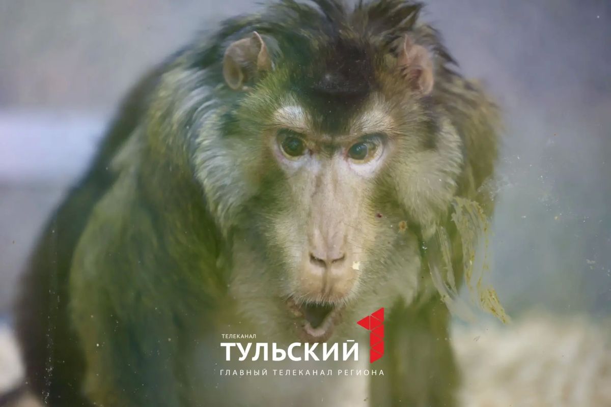 Старейший макак России отметил 33-летие в тульском экзотариуме Старейший макак России отметил 33-летие в тульском экзотариуме