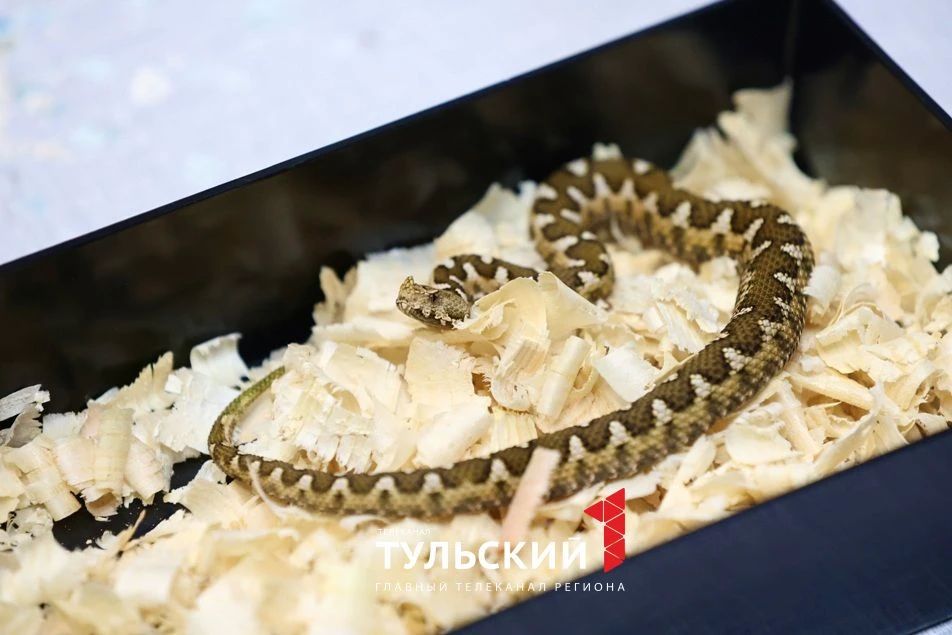 При какой температуре змеи в Туле уходят в спячку и где зимуют При какой температуре змеи в Туле уходят в спячку и где зимуют