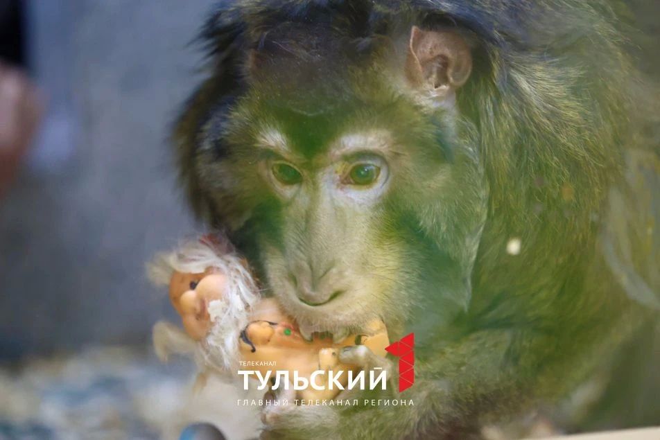 Старейший макак России отметил 33-летие в тульском экзотариуме Старейший макак России отметил 33-летие в тульском экзотариуме