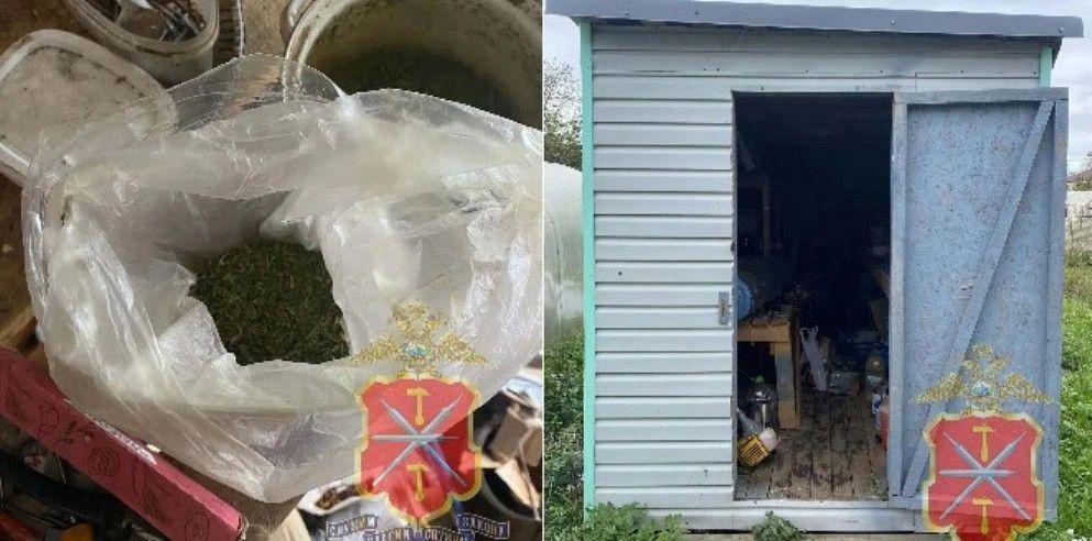 Полицейские нашли на садовом участке тулячки крупную партию марихуаны