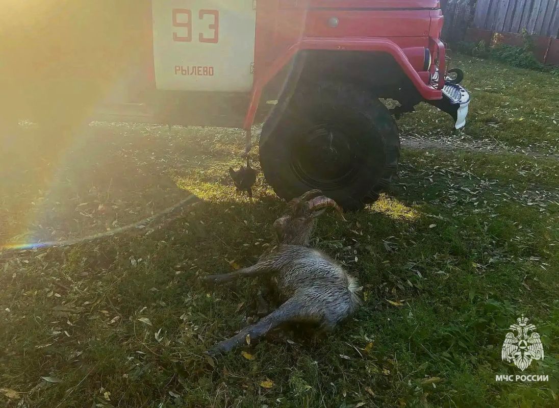 В Одоевском районе спасатели вытащили козла из колодца В Одоевском районе спасатели вытащили козла из колодца