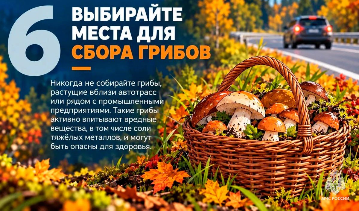 #СоветМЧС. Безопасной «тихой охоты»! В Тульской области стоит тёплая осенняя погода и продолжается сезон активного сбора грибов, а значит, многие отправляются в лес #СоветМЧС. Безопасной «тихой охоты»! В Тульской области стоит тёплая осенняя погода и продолжается сезон активного сбора грибов, а значит, многие отправляются в лес