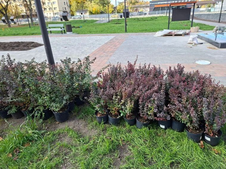 В тульском сквере "Встреча" высадят 25 деревьев В тульском сквере "Встреча" высадят 25 деревьев