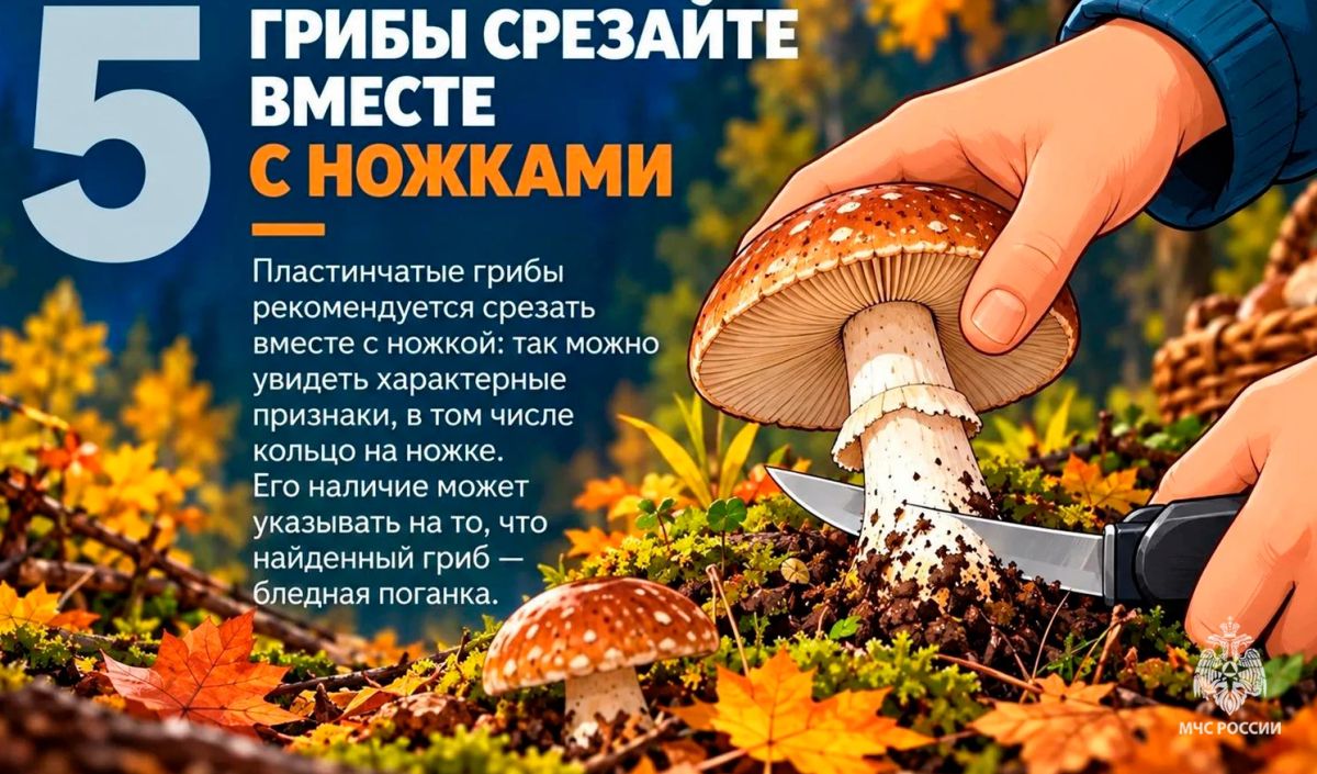 #СоветМЧС. Безопасной «тихой охоты»! В Тульской области стоит тёплая осенняя погода и продолжается сезон активного сбора грибов, а значит, многие отправляются в лес #СоветМЧС. Безопасной «тихой охоты»! В Тульской области стоит тёплая осенняя погода и продолжается сезон активного сбора грибов, а значит, многие отправляются в лес