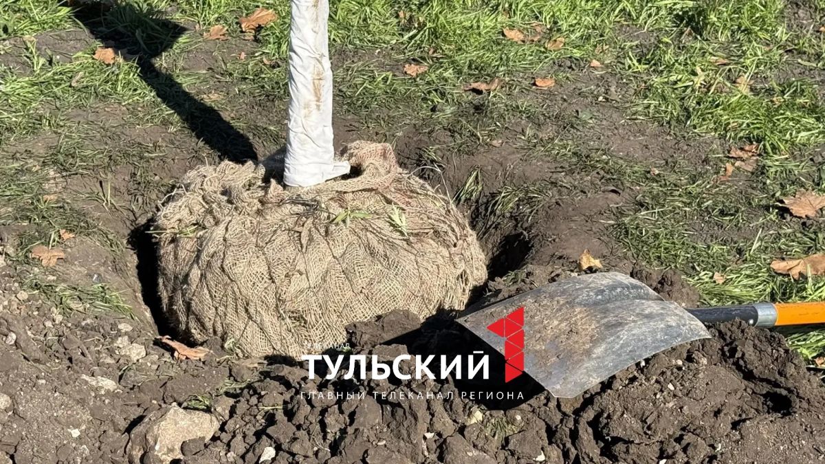 Подрядчик назвал предназначение сетки при посадке деревьев в сквере «Встреча» Подрядчик назвал предназначение сетки при посадке деревьев в сквере «Встреча»