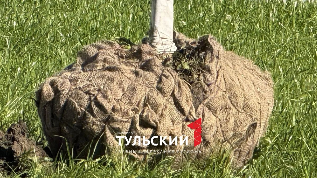 Подрядчик назвал предназначение сетки при посадке деревьев в сквере «Встреча» Подрядчик назвал предназначение сетки при посадке деревьев в сквере «Встреча»