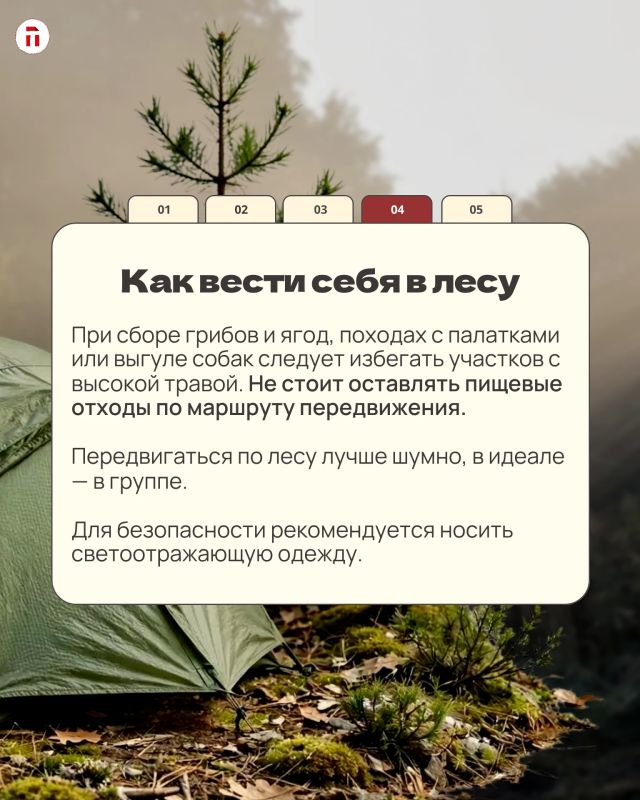 Косолапая угроза: где в Тульской области реально стоит бояться медведей, а где можно спокойно собирать грибы Косолапая угроза: где в Тульской области реально стоит бояться медведей, а где можно спокойно собирать грибы