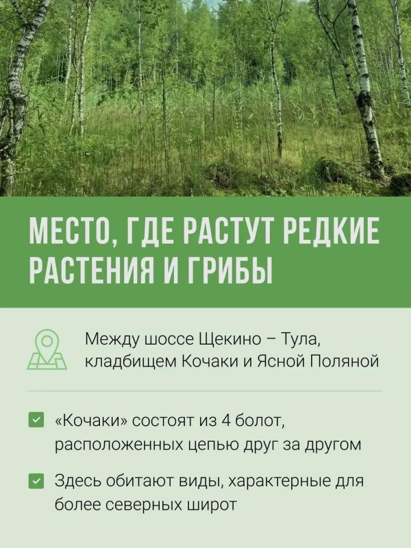 Какие редкие растения и грибы растут на карстовых болотах «Кочаки» под Тулой Какие редкие растения и грибы растут на карстовых болотах «Кочаки» под Тулой