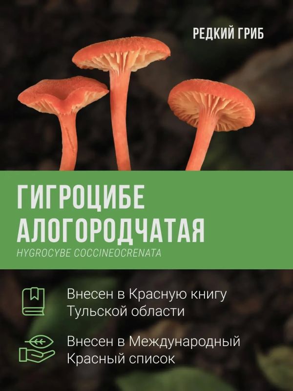 Какие редкие растения и грибы растут на карстовых болотах «Кочаки» под Тулой Какие редкие растения и грибы растут на карстовых болотах «Кочаки» под Тулой