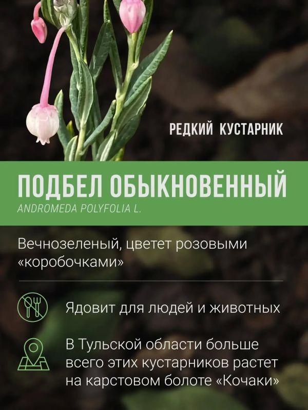 Какие редкие растения и грибы растут на карстовых болотах «Кочаки» под Тулой Какие редкие растения и грибы растут на карстовых болотах «Кочаки» под Тулой