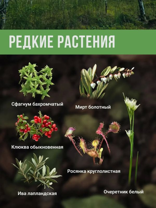 Какие редкие растения и грибы растут на карстовых болотах «Кочаки» под Тулой Какие редкие растения и грибы растут на карстовых болотах «Кочаки» под Тулой