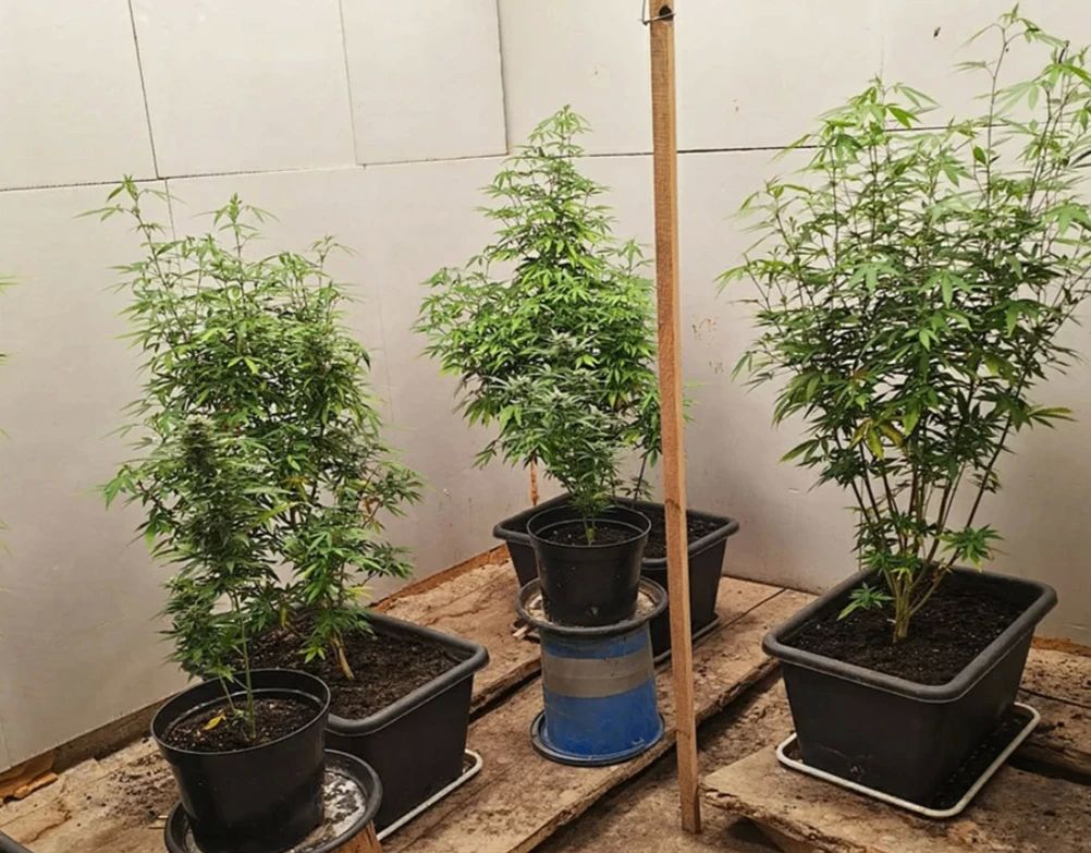 Под Тулой задержали наркоагрария с 50 кг марихуаны Под Тулой задержали наркоагрария с 50 кг марихуаны