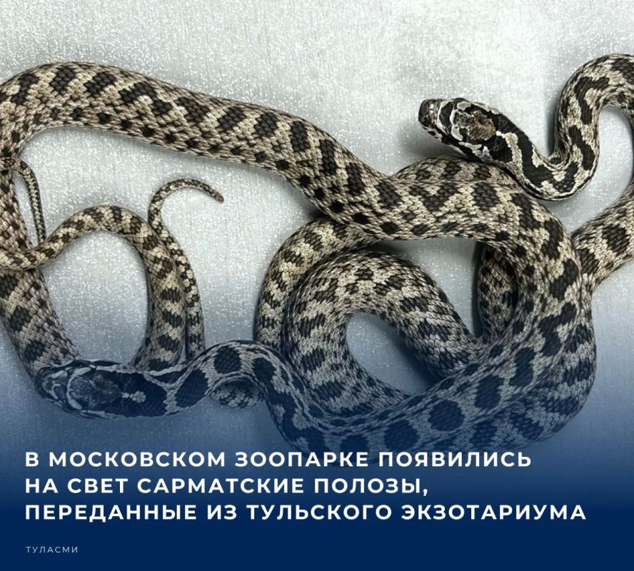 Детеныши краснокнижных сарматских полозов вылупились в центре воспроизводства редких видов животных
