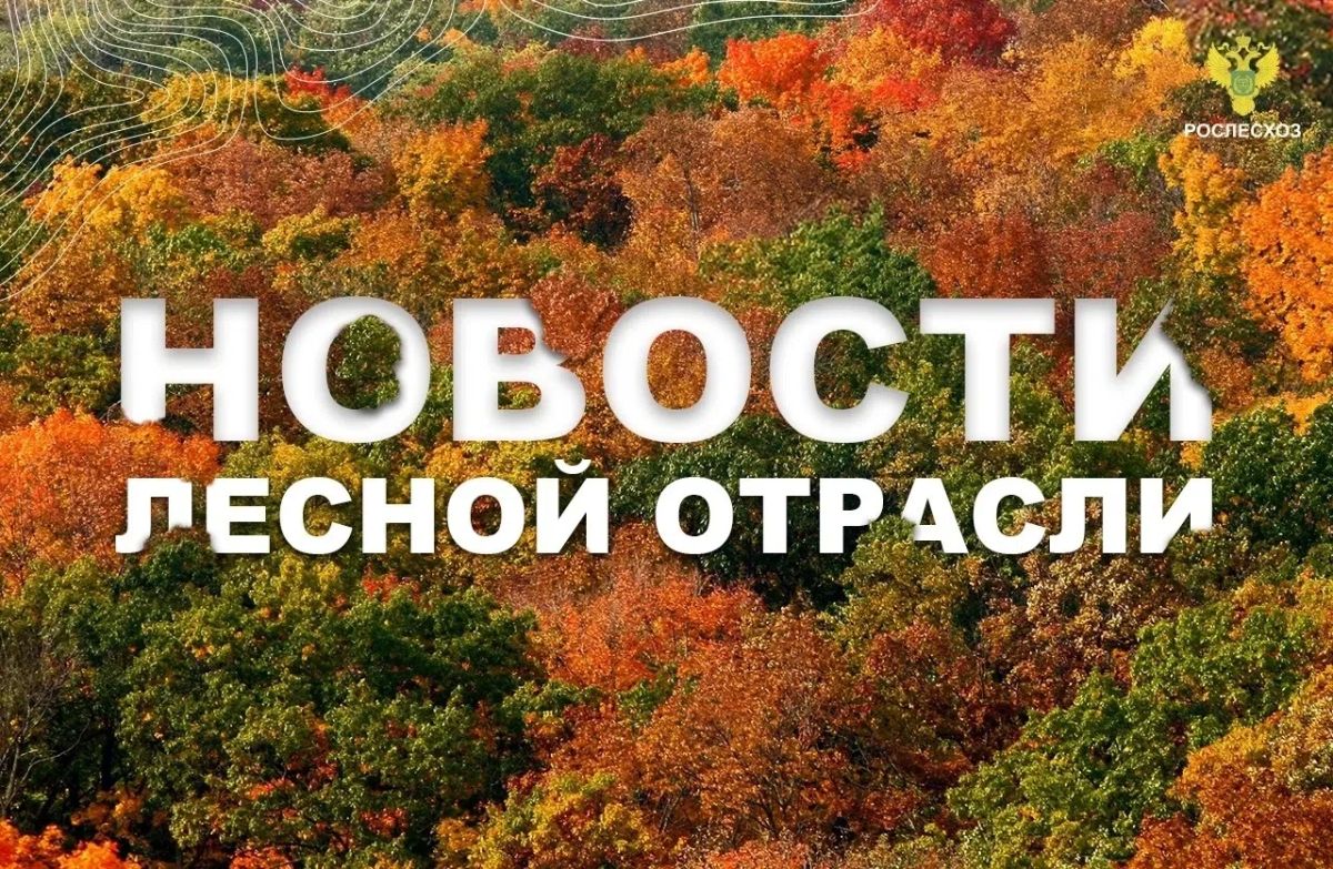 ТАСС: Количество случаев незаконной вырубки леса с начала года снизилось на 16%