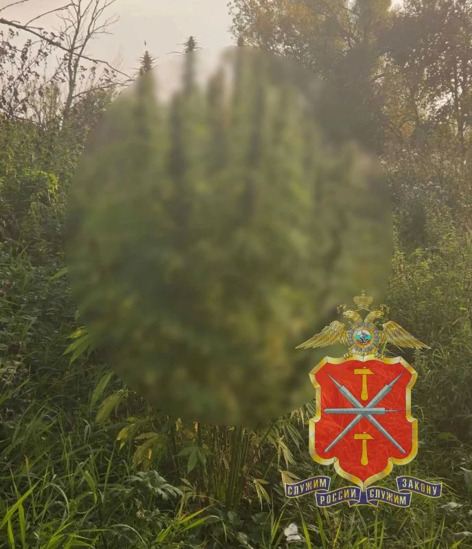 В Белёве у мужчины нашли более 100 кустов конопли и 459 граммов марихуаны В Белёве у мужчины нашли более 100 кустов конопли и 459 граммов марихуаны