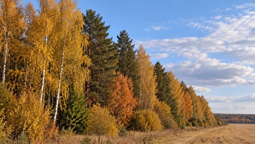 В Ясногорске мужчина вывез бывшую жену к лесополосе и избил её