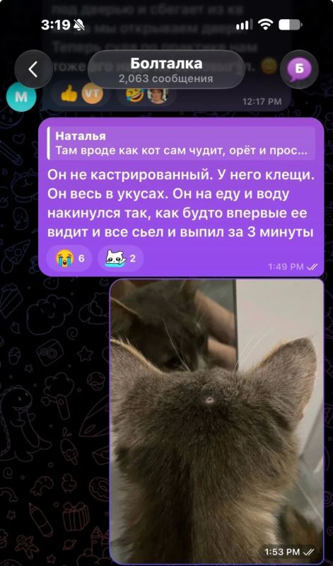 Без половины хвоста и с тяжелыми диагнозами: туляк обвиняет соседа в издевательствах над котом Без половины хвоста и с тяжелыми диагнозами: туляк обвиняет соседа в издевательствах над котом