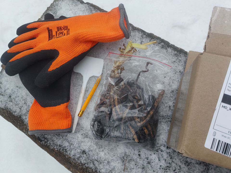 Как сохранить многолетники до весны: советы по зимней посадке