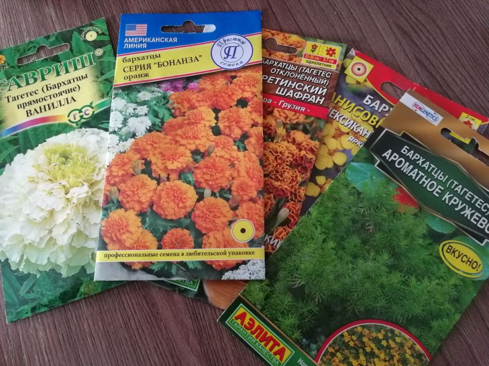 Как бархатцы захватили огороды: неожиданный поворот в мире садоводов