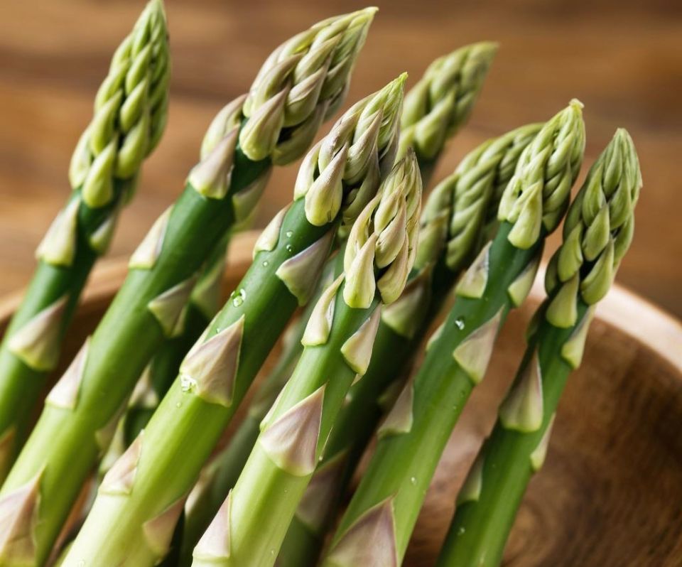 Выращивание спаржи на своем участке